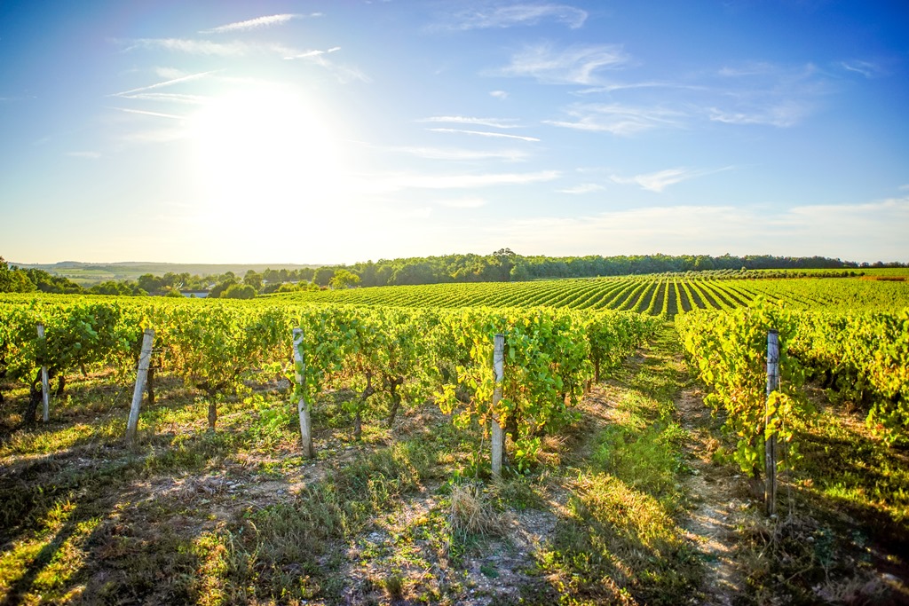 cognac_Michelin