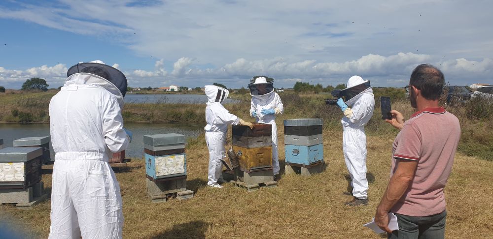 reportage Ushuaïa apiculture