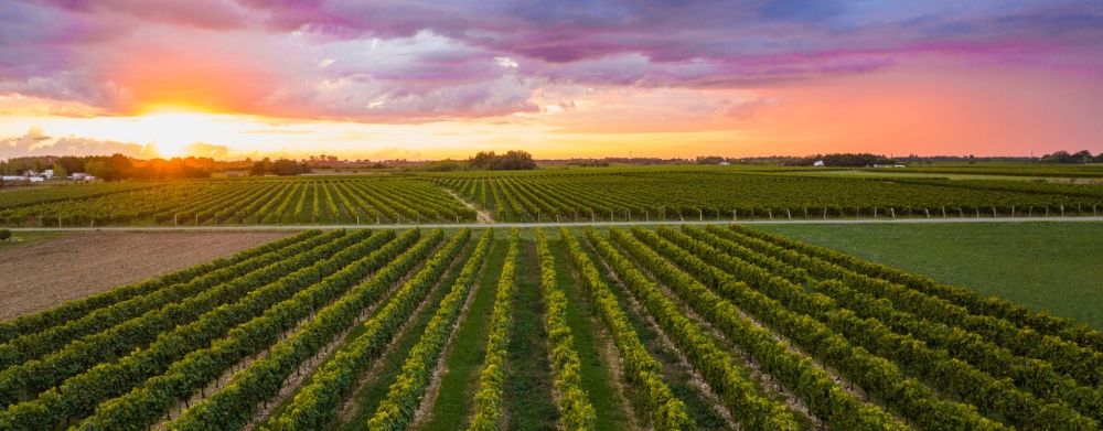 Vignoble Partenaires