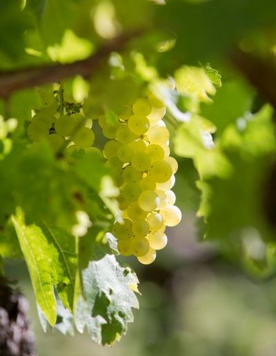 Raisin_Sebastien_LAVAL